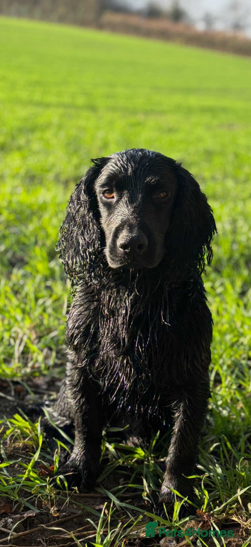 Cocker Spaniel dogs for stud: Black Cocker Spaniel Stud  - Advert 1