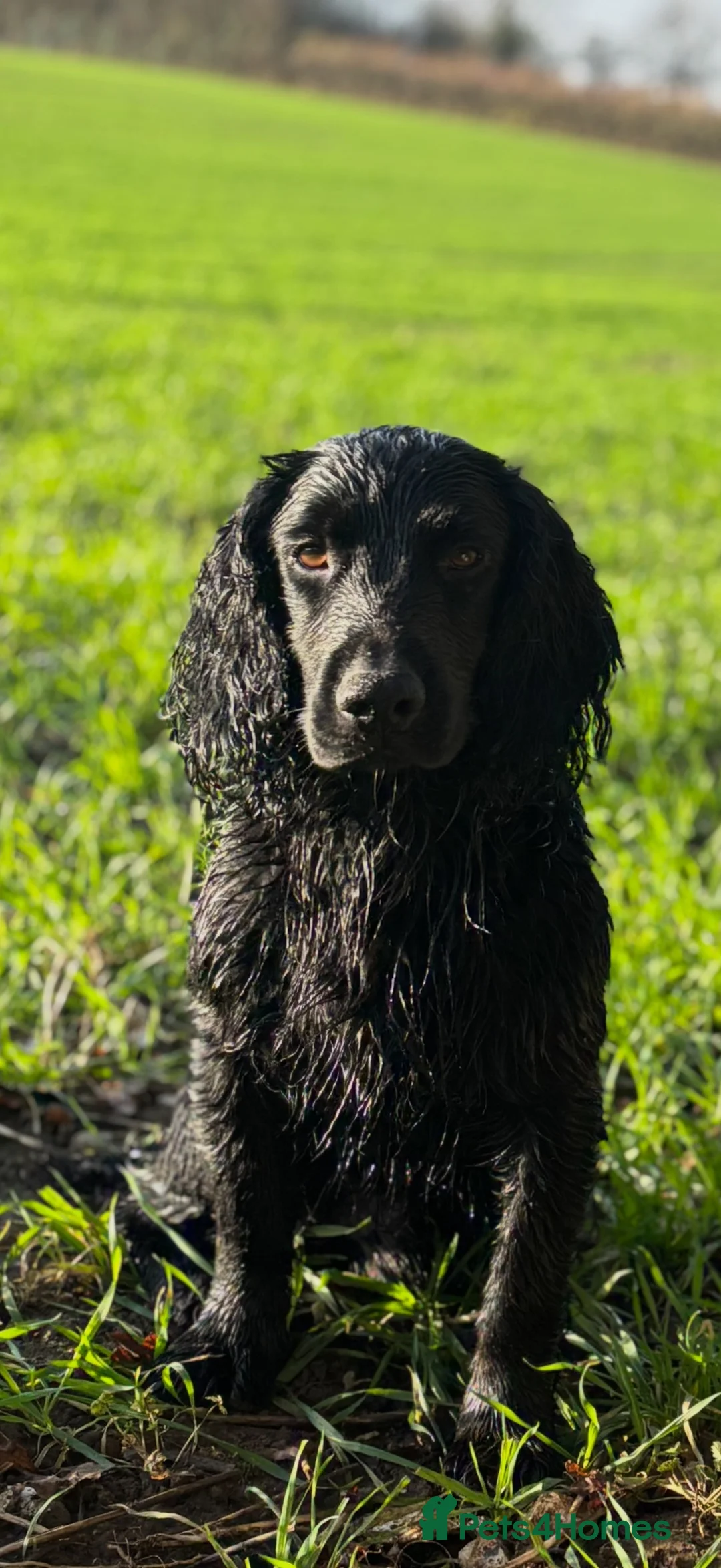 Cocker Spaniel dogs for stud: Black Cocker Spaniel Stud  in Basingstoke - Advert 1