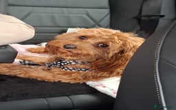 Cavapoo dogs for sale: Cavapoo pup - Image 5