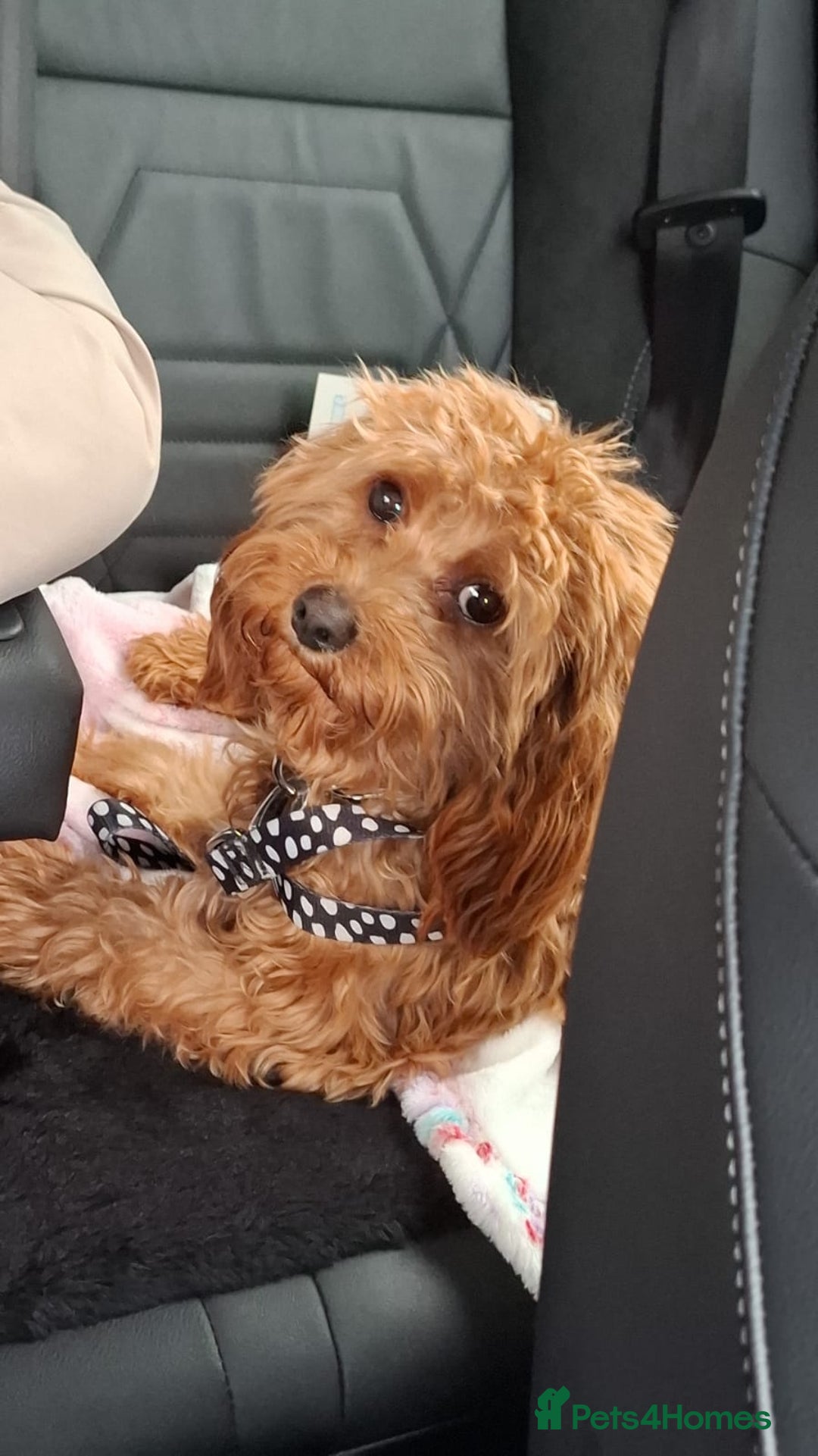 Cavapoo dogs for sale: Cavapoo pup - Image 5
