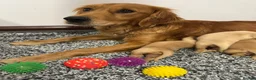 Golden Retriever dogs for sale: 🏆KC FCI DAD Titled Champion Health Certificated - Advert 6