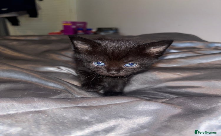 Mixed Breed cats Beautiful Black Female Kitten - Advert 2