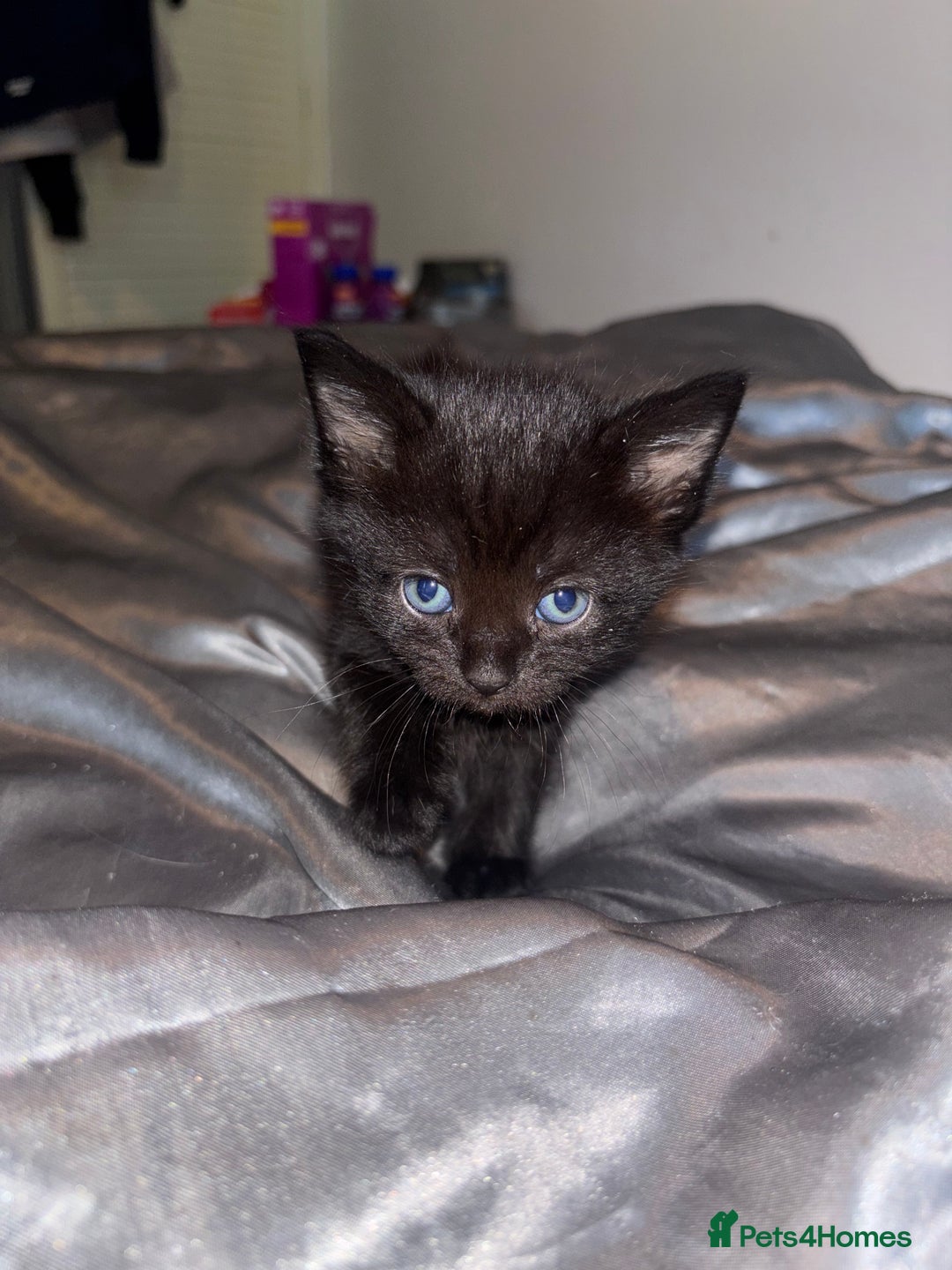 Mixed Breed cats for sale: Beautiful Black Female Kitten - Advert 1