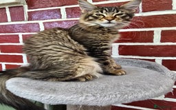 Maine Coon cats for sale: One girl left 💙  - Image 2