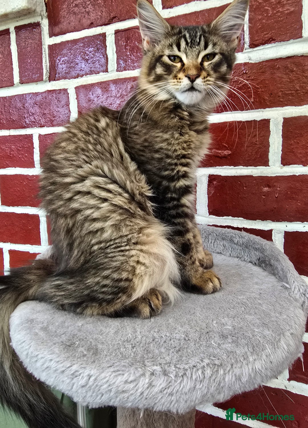 Maine Coon cats for sale: One girl left 💙  - Image 2