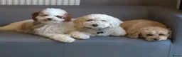 Cavapoo dogs for sale: 💕Late Summer Litter Planned - Waiting List Open💕 - Advert 4