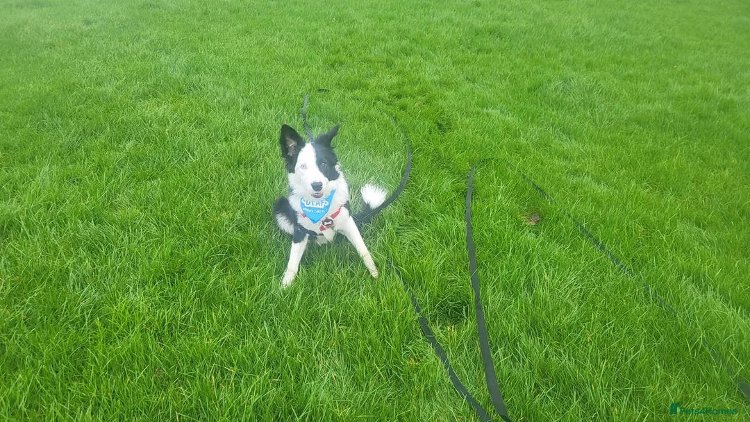 Border Collie dogs for sale: Callie needs a new home  - Advert 9