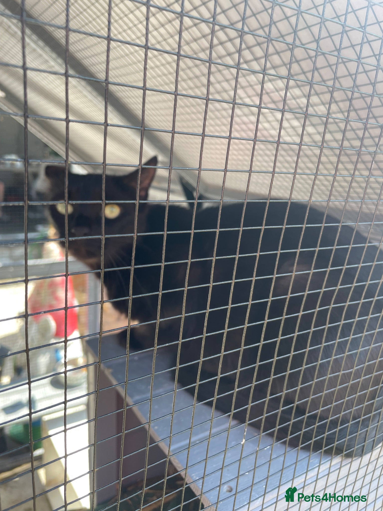 Mixed Breed cats black kitten - Advert 11