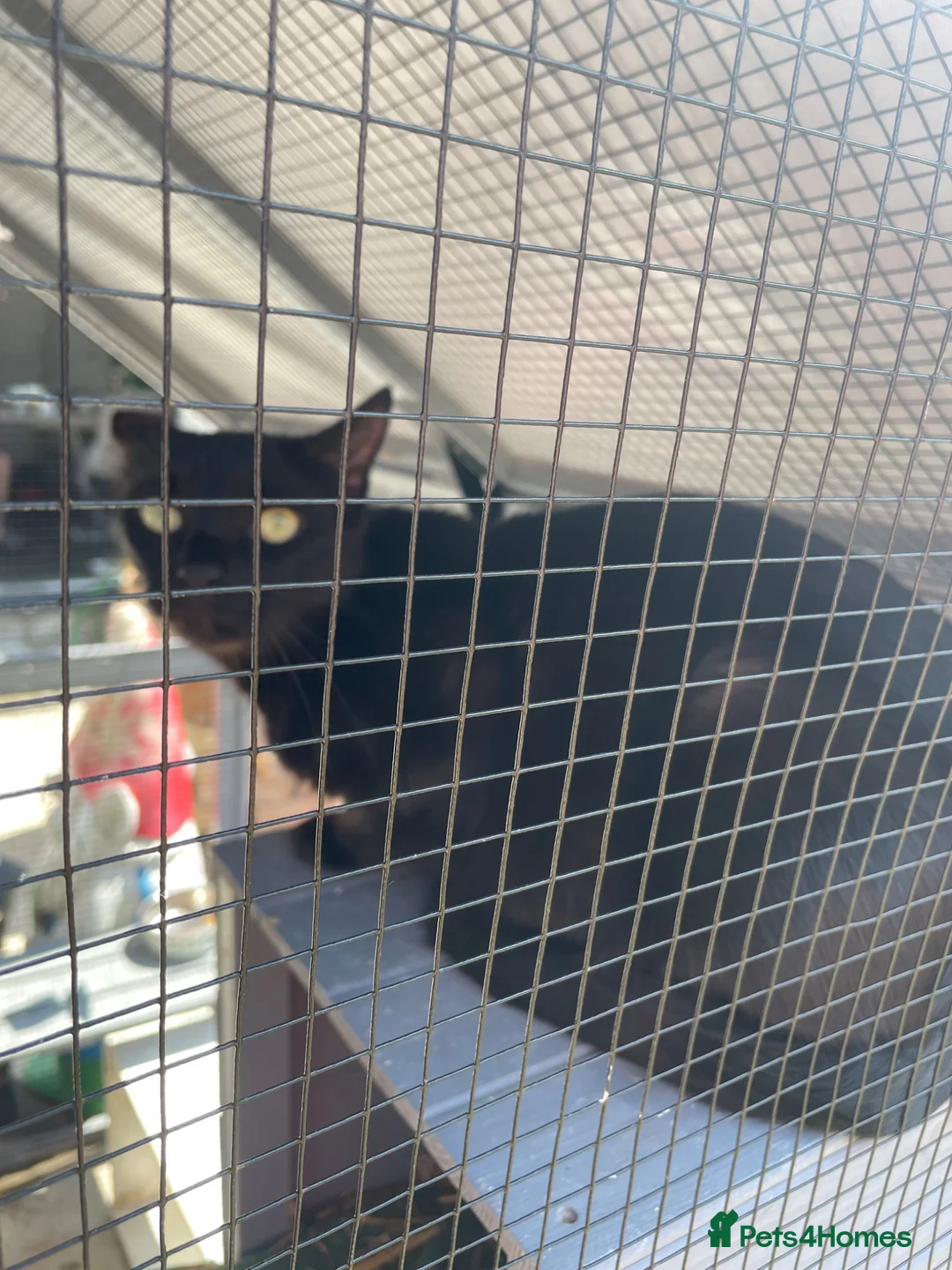 Mixed Breed cats for sale: 3 male kittens - Advert 2