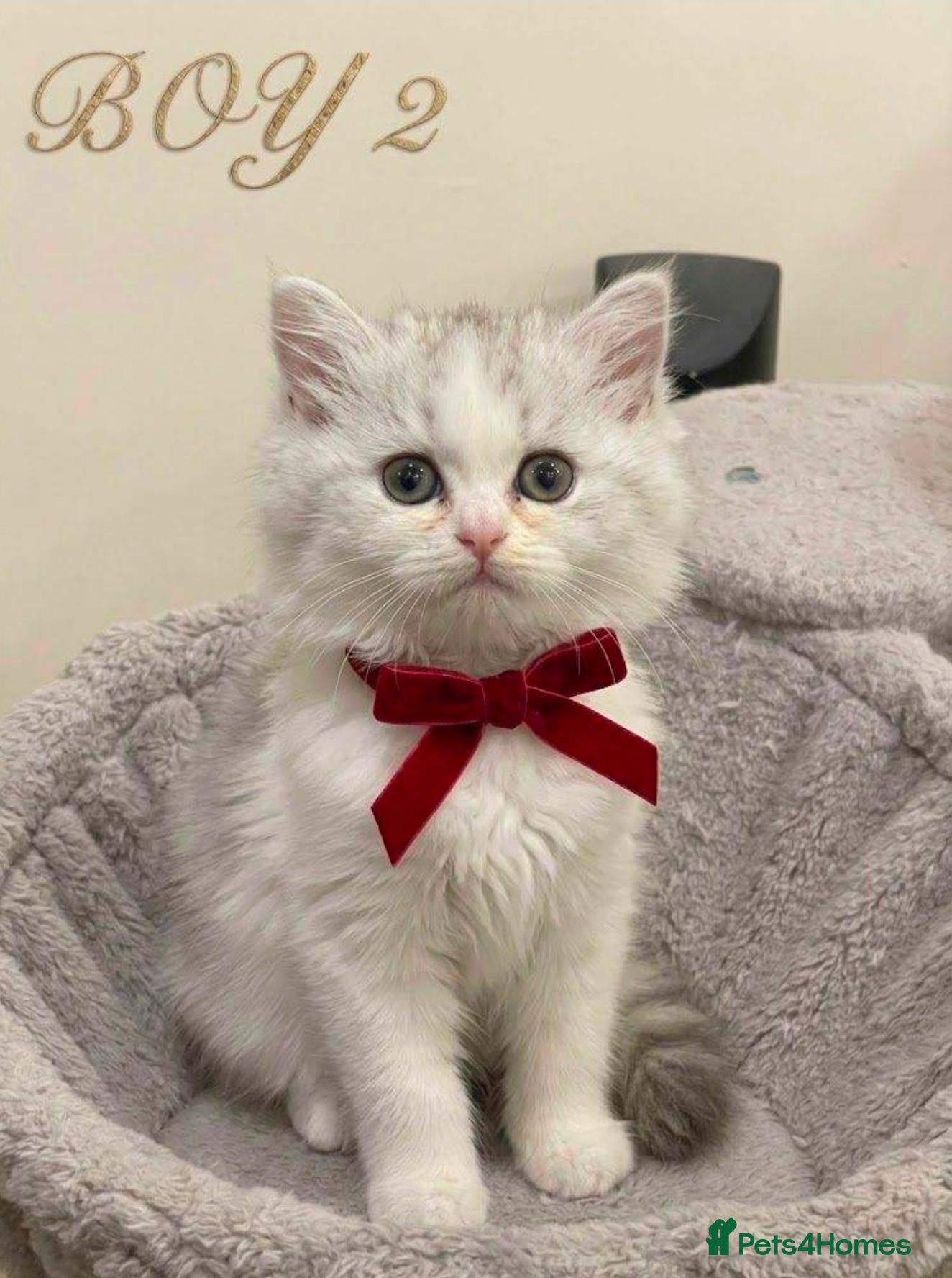 Persian cats 🐾 Beautiful Persian Kittens 🐾 - Advert 11