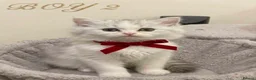 Persian cats for sale: 🐾 Beautiful Persian Kittens 🐾 - Advert 1