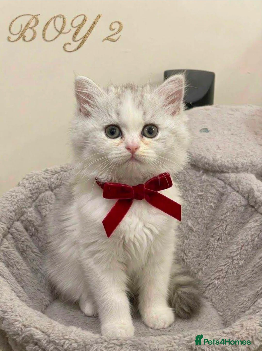 Persian cats for sale: 🐾 Beautiful Persian Kittens 🐾 - Advert 1