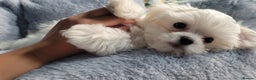 Maltese dogs for sale: LAST ONE BOY LEFT - Ready to go to lovely home - Advert 3