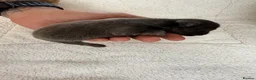 French Bulldog dogs for sale: French Bulldog Puppies – Ready in 6 Weeks - Advert 6