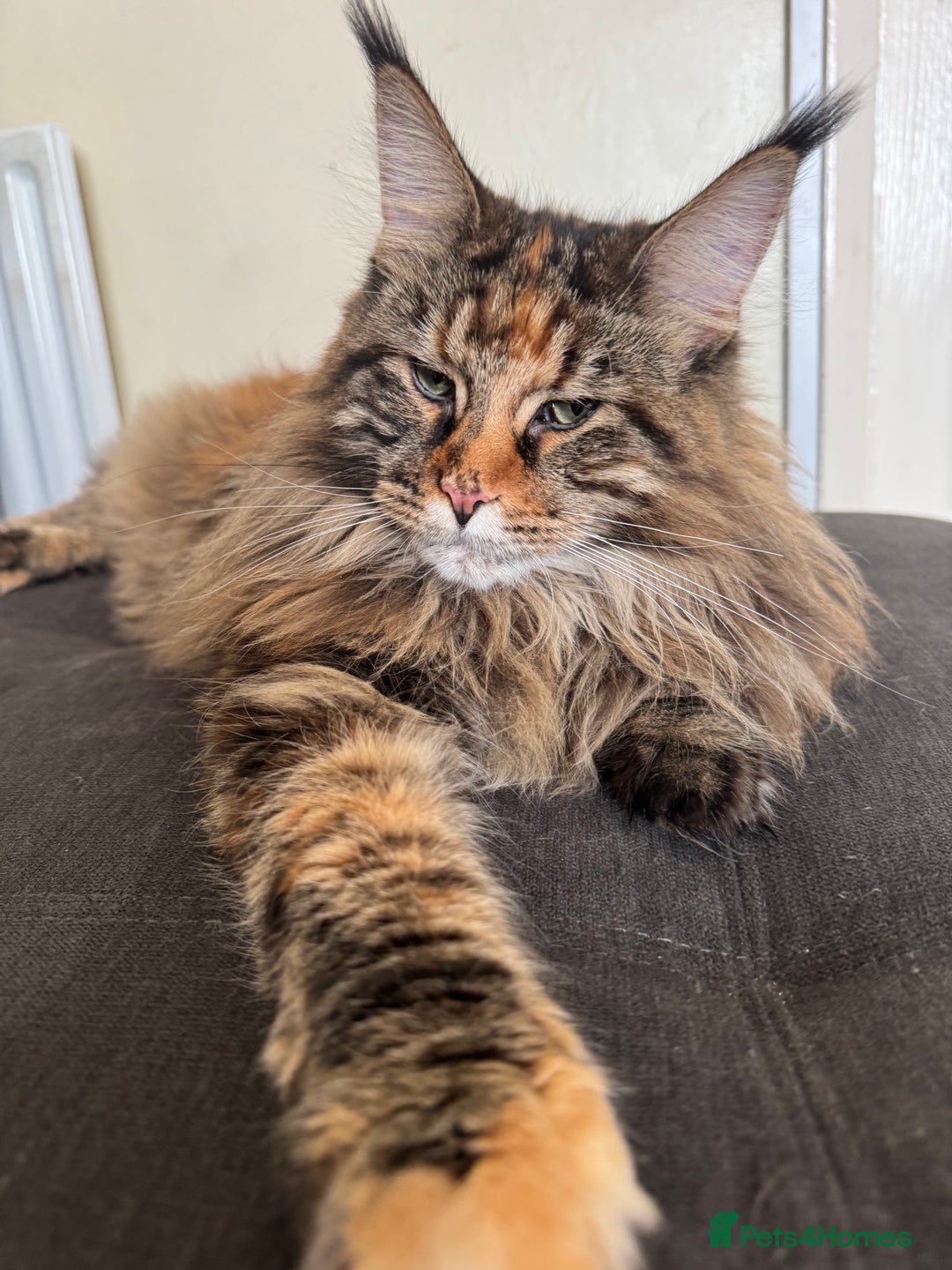 Maine Coon cats for sale: HURRY!! 10-MONTH-OLD MAINE COON KITTENS FOR SALE🐱 - Image 10