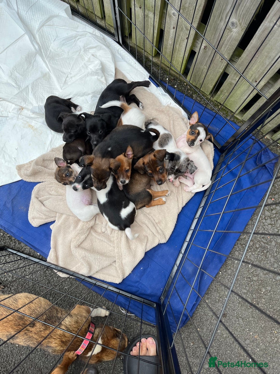 Mixed Breed dogs for sale: Puppies  - Image 2