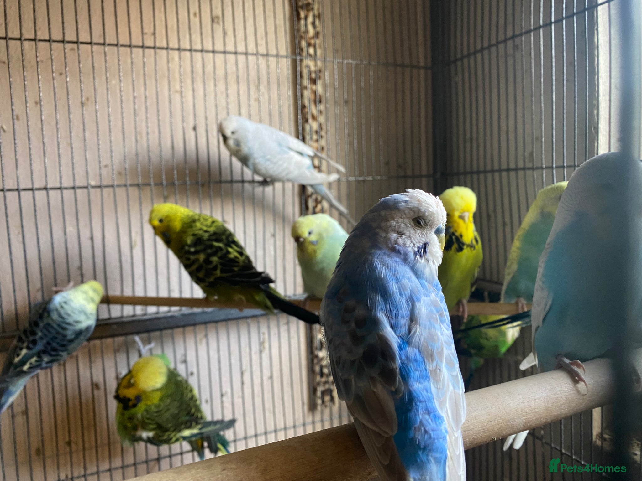 Budgerigars birds Young budgies for sale ,many available  - Advert 2