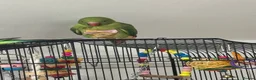 Ringnecks birds for sale: Ringneck Parrot for Sale in Harrow - Advert 2