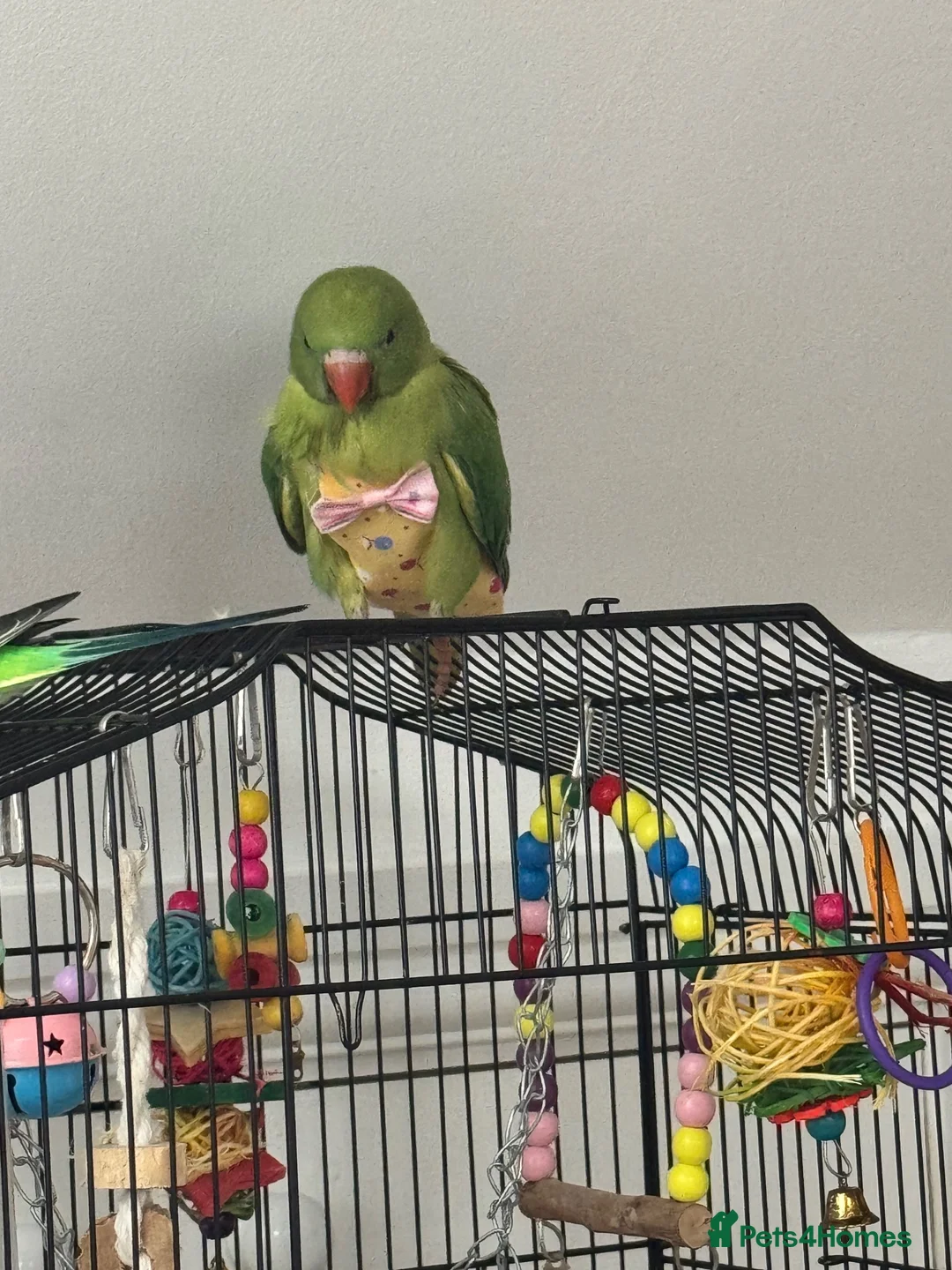 Ringnecks birds for sale: Ringneck Parrot for Sale in Harrow - Advert 2
