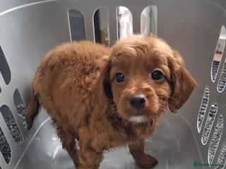 Cockapoo dogs ** 1 ADORABLE LITTLE BOY LEFT *( - Advert 3