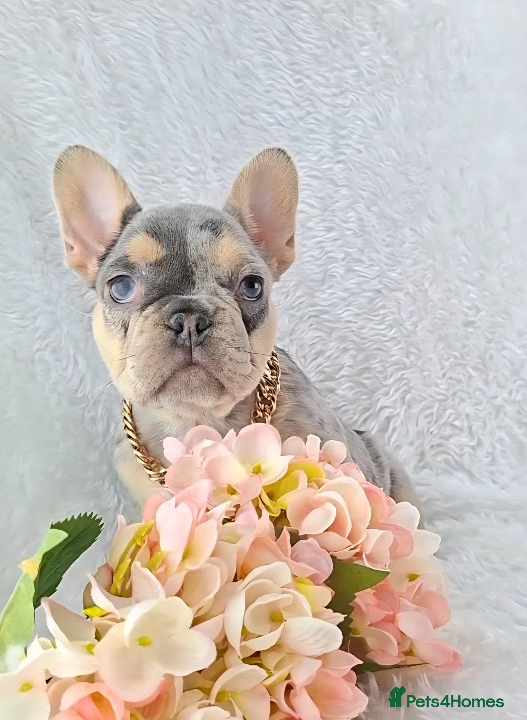 French Bulldog dogs for sale: Stunning Quality French Bulldog Puppies  - Advert 1