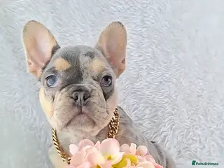 French Bulldog dogs for sale: ❣️REDUCED❣️Stunning Quality French Bulldog Puppies - Advert 4