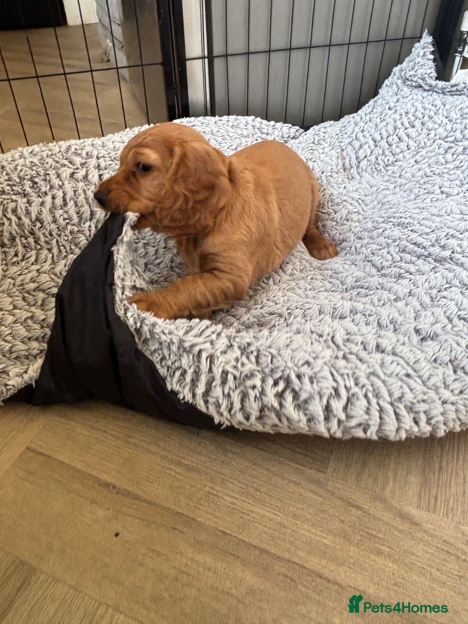 Cocker Spaniel dogs *READY NOW* 2 Boys KC Reg Working Cocker Spaniels  - Advert 3