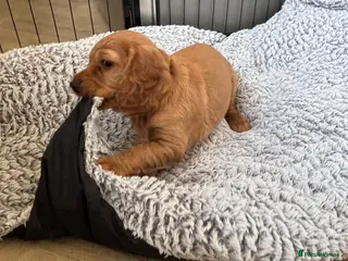 Cocker Spaniel dogs *READY NOW* 2 Boys KC Reg Working Cocker Spaniels - Advert 4