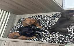 Staffordshire Bull Terrier dogs for sale: Stunning staff puppies  - Advert 2