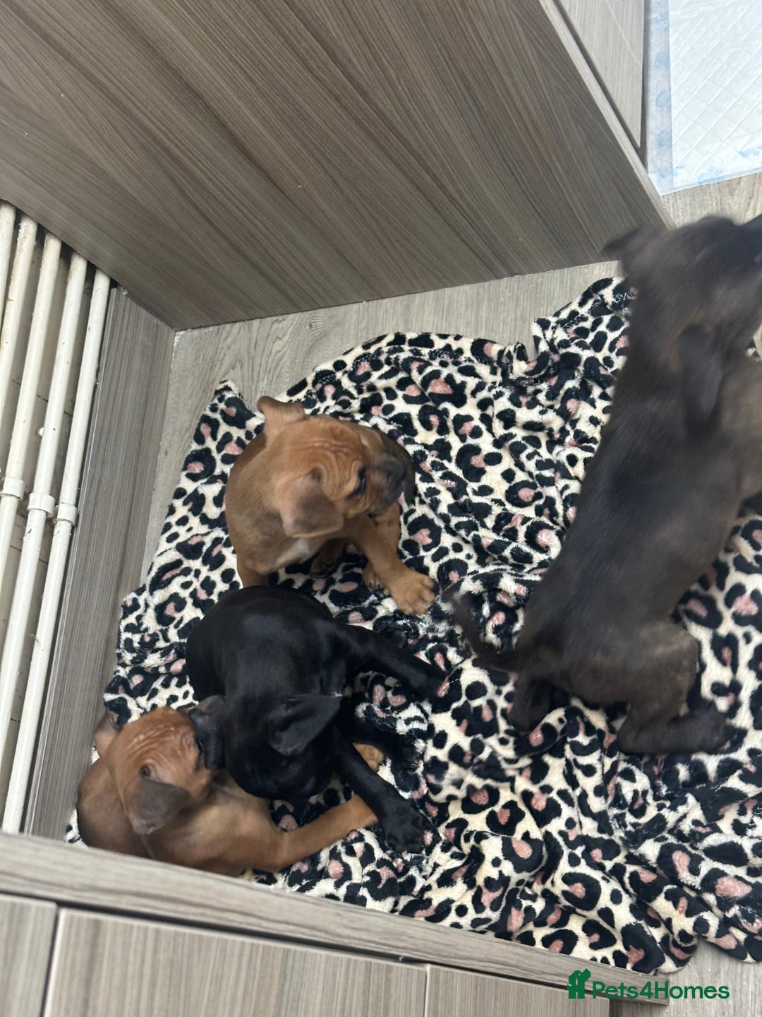 Staffordshire Bull Terrier dogs for sale: Stunning staff puppies  - Advert 2