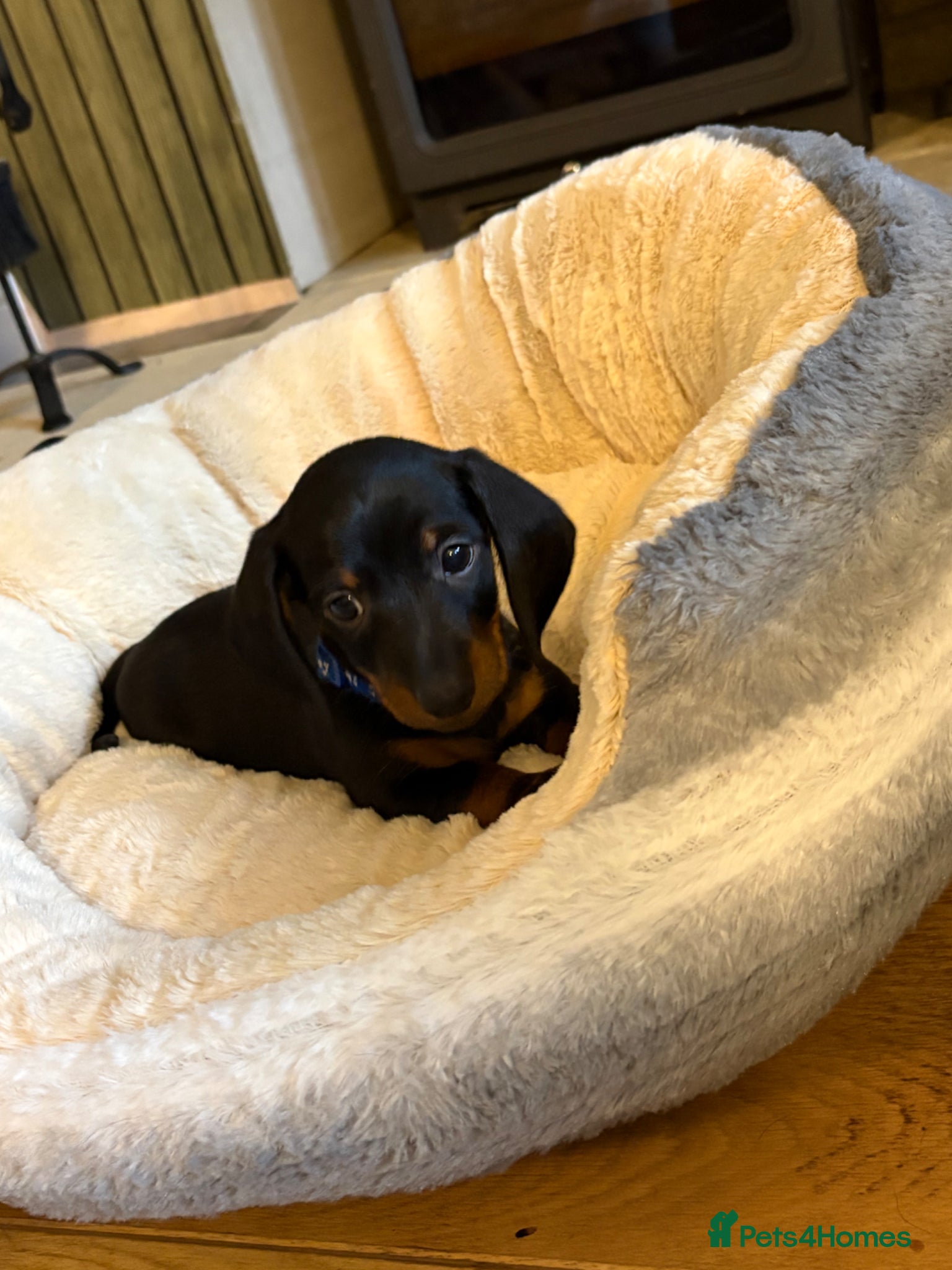 Miniature Dachshund dogs 12 weeks old minature Dachund puppy - Advert 4
