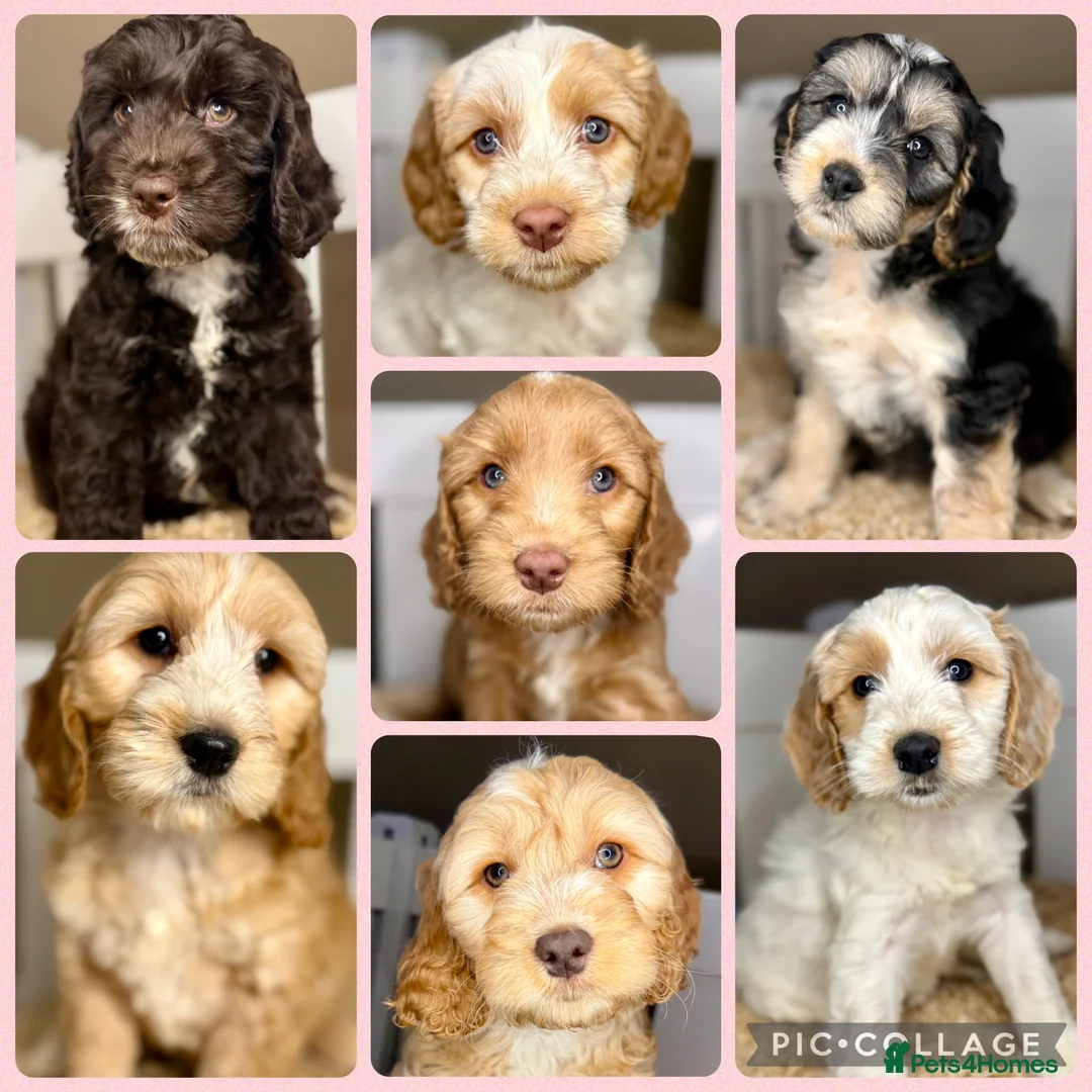 Cockapoo dogs for sale: Sweet Natured, Healthy & Happy Cockapoos - Advert 1