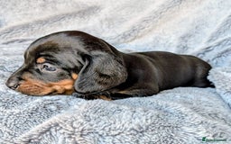 Miniature Dachshund dogs for sale: Genuine Short Haired Miniature Dachshund Puppies - Image 11