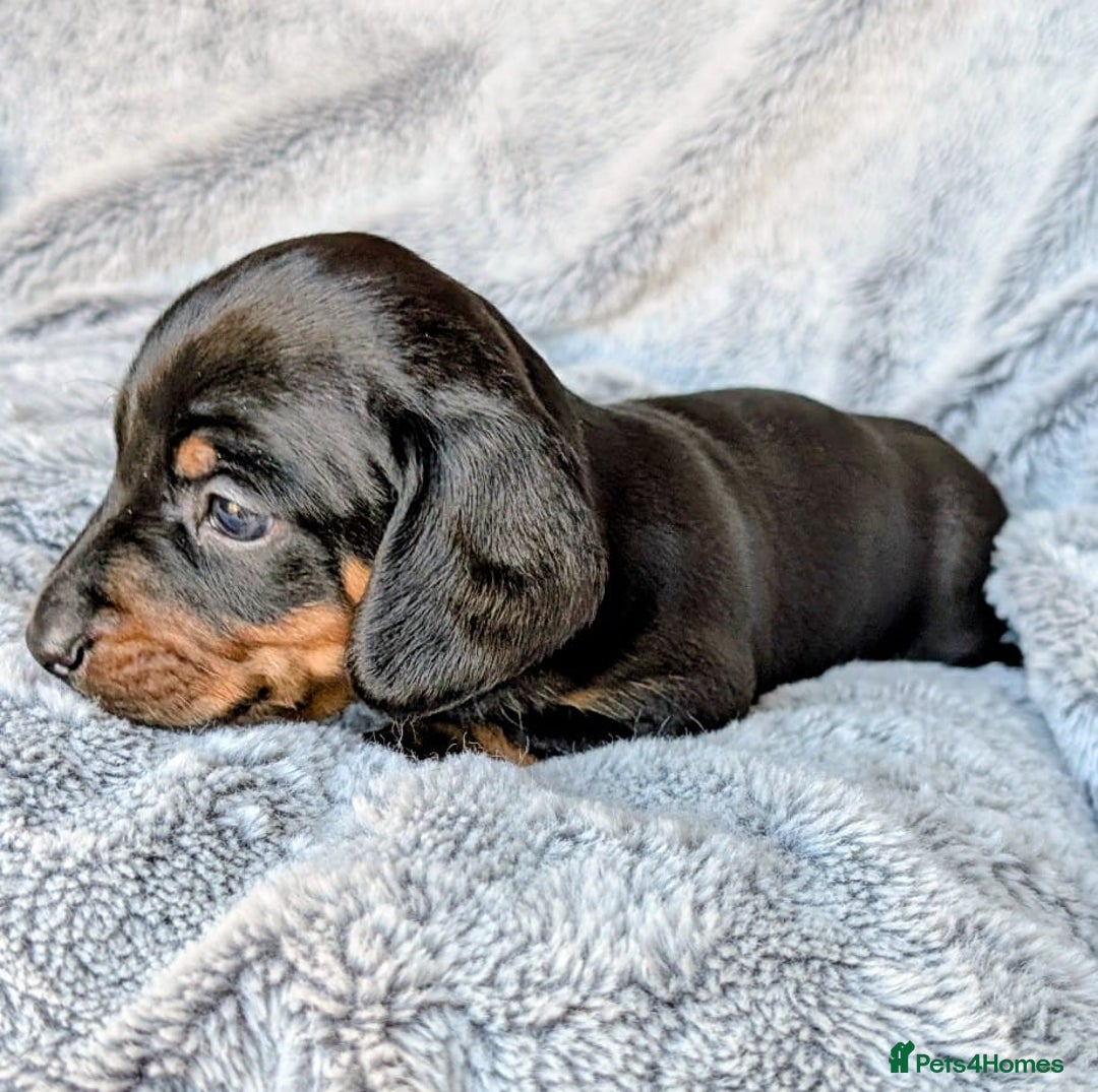 Miniature Dachshund dogs for sale: Genuine Short Haired Miniature Dachshund Puppies - Image 11