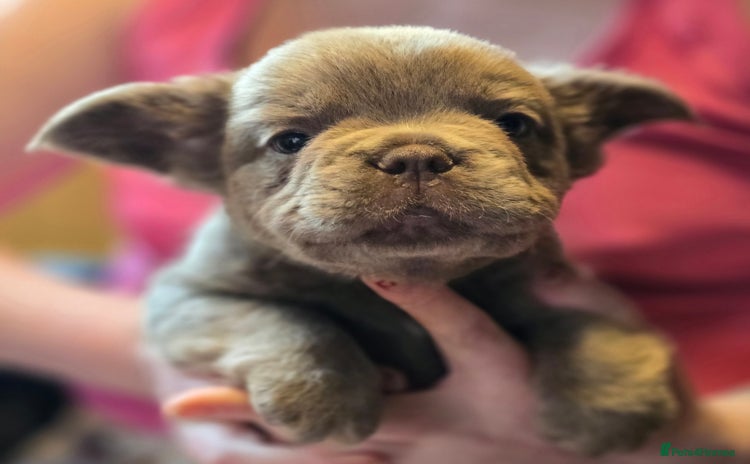 French Bulldog dogs - Advert 1