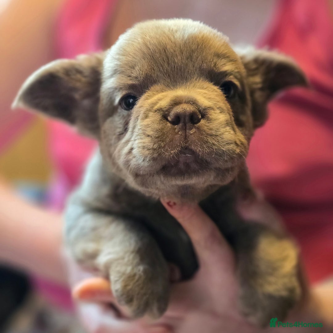 French Bulldog dogs for sale: Fluffy French Bulldog Puppies  - Image 1