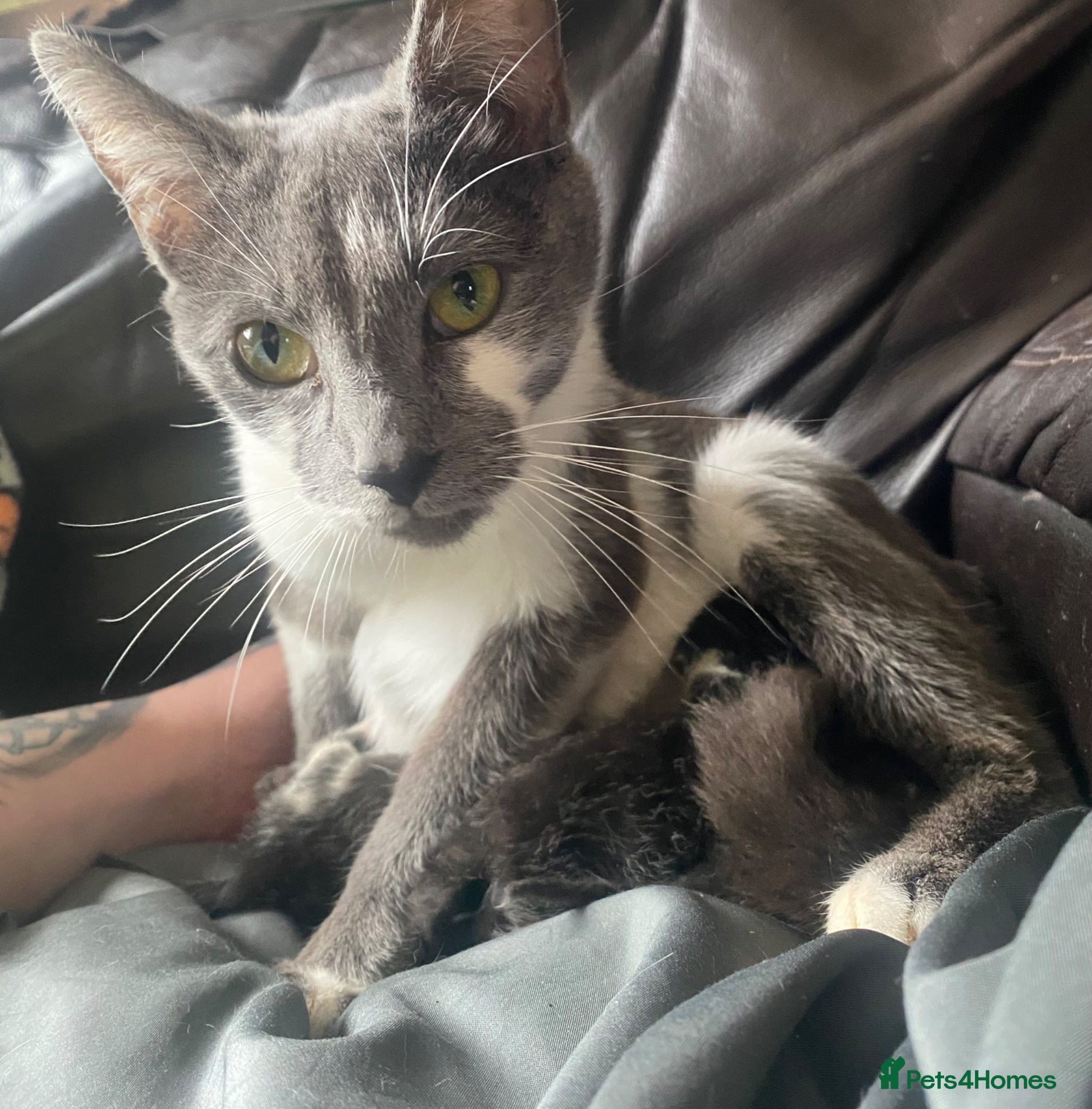 Mixed Breed cats 2 boys 1 little girl black and white kittens  - Advert 1