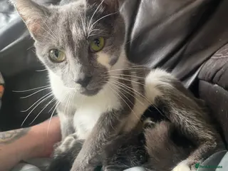 Mixed Breed cats 2 boys 1 little girl black and white kittens - Advert 1