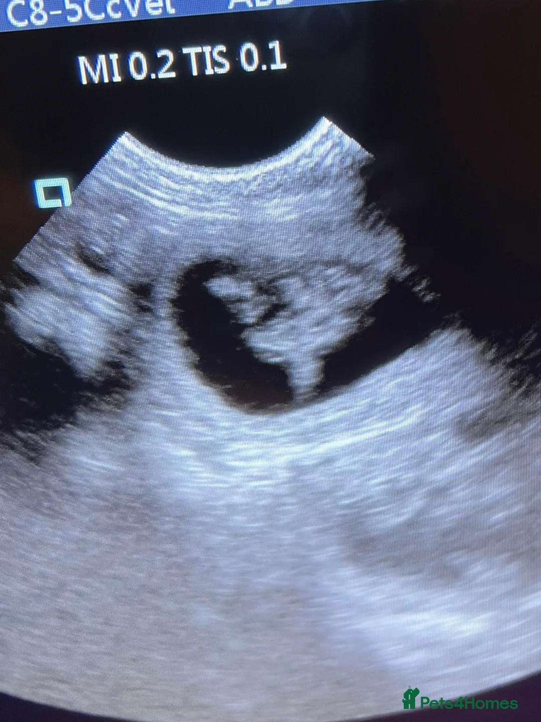 Japanese Shiba Inu dogs for stud: Health tested, KC Registered, Proven Stud - Advert 9