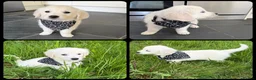 Golden Retriever dogs for sale: KC Registered Golden Retriever puppies  - Advert 19