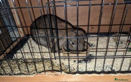 Mixed Breed rabbits for sale: Beautiful Mixed Girl Rabbit  - Image 4