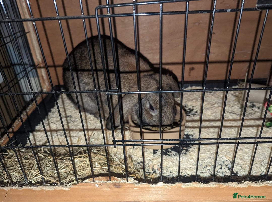 Mixed Breed rabbits for sale: Beautiful Mixed Girl Rabbit  - Image 4