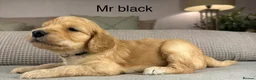 Goldendoodle dogs for sale: HEREDITARY HEALTH TESTED MUM. DNA TESTED DAD - Advert 34