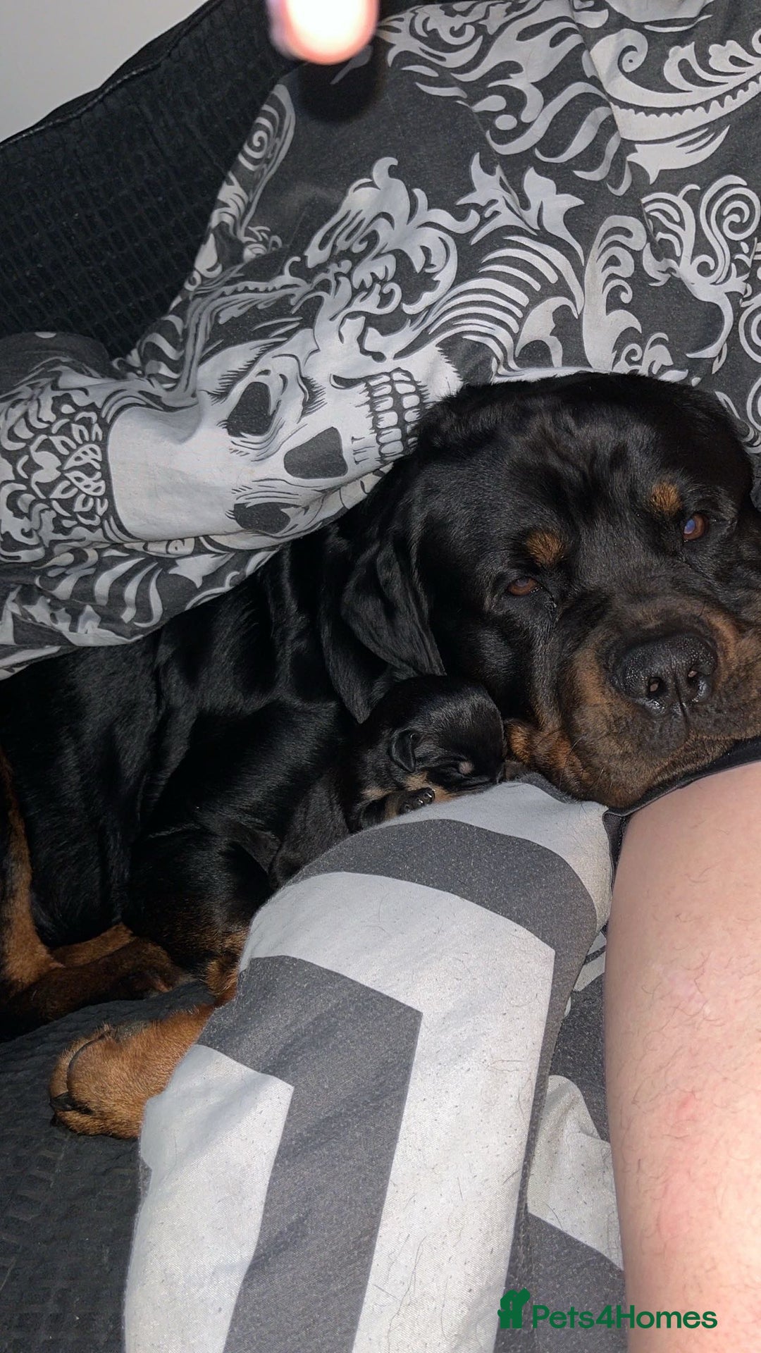 Mixed Breed dogs for sale: Corso weilers  - Image 9