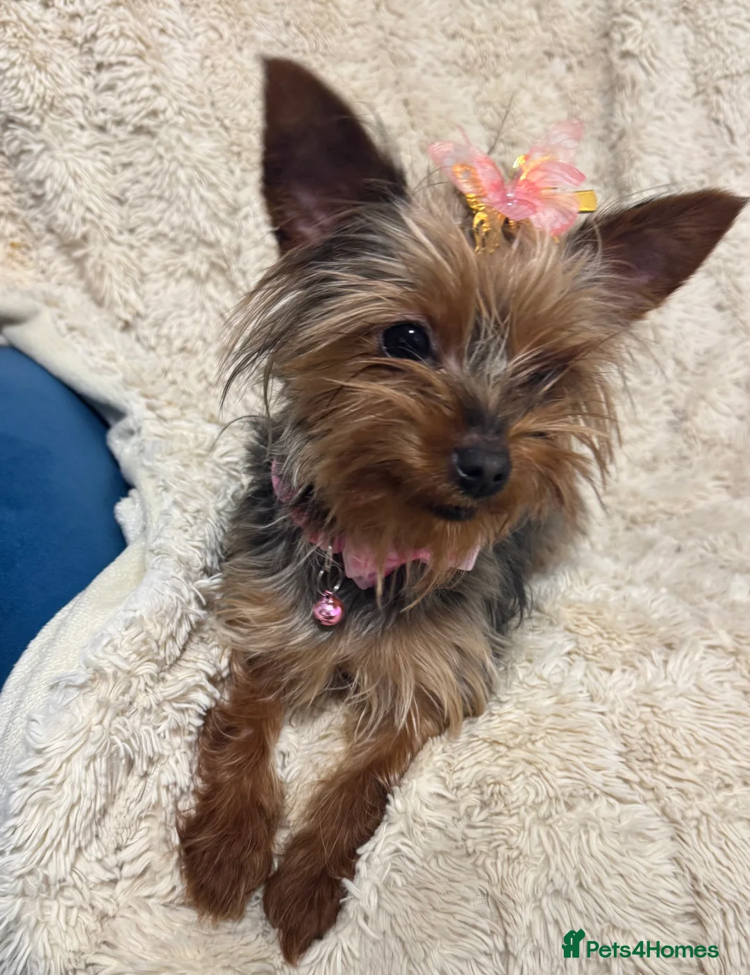 Yorkshire Terrier dogs for sale: Meet Nina -Quiet and Sweet Yorkie 💕 - Advert 6