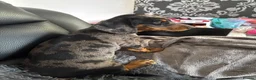 Dachshund dogs for sale: Male  - Advert 4
