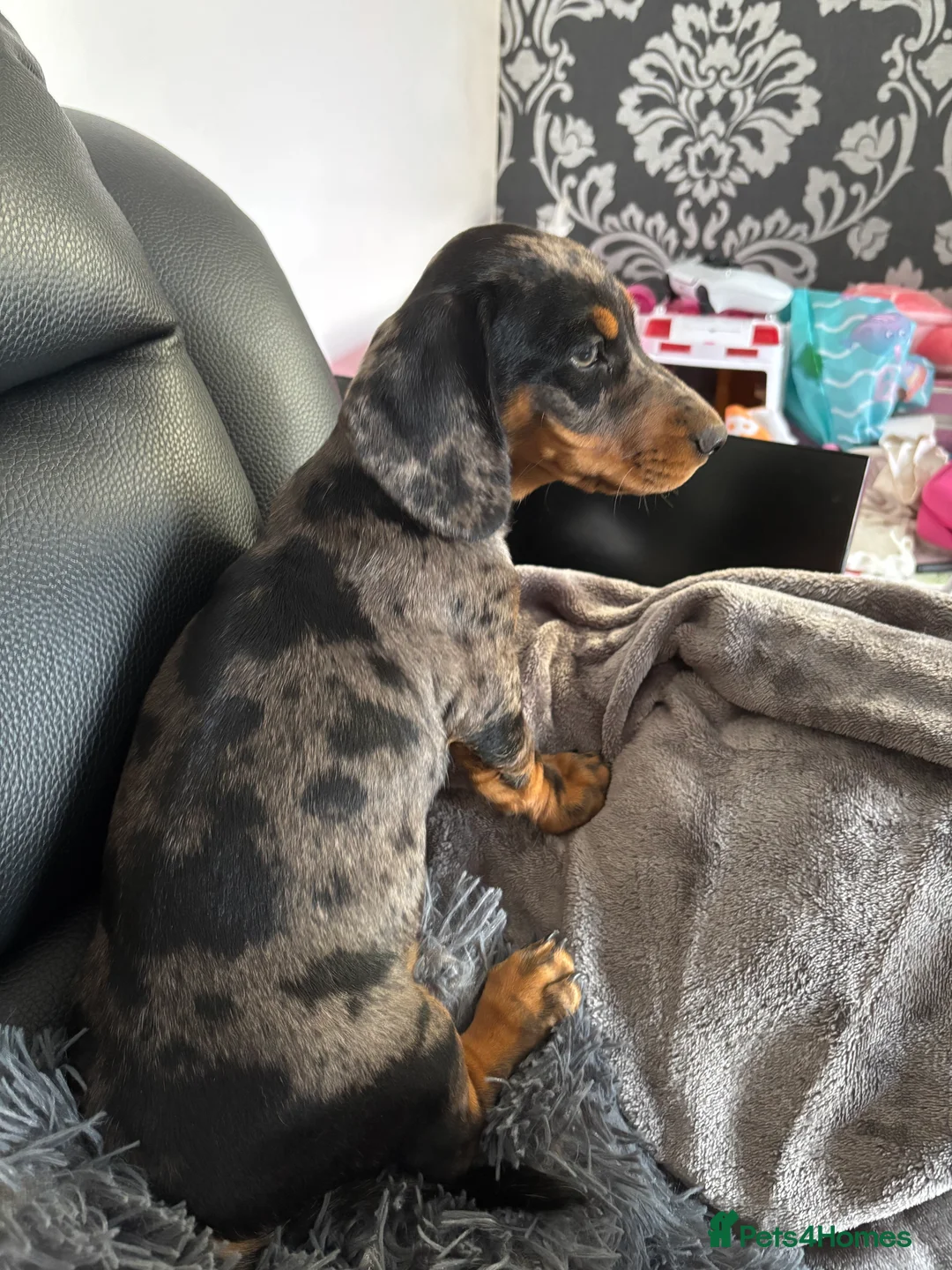 Dachshund dogs for sale: Male  - Advert 4