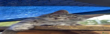 Alpha