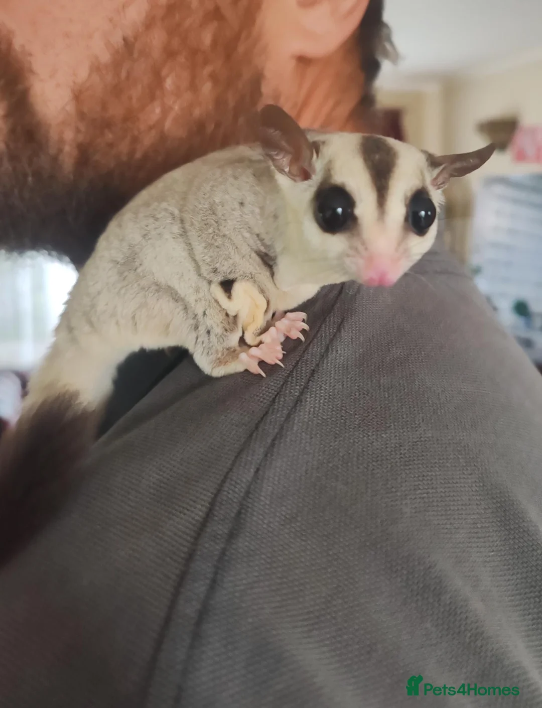Sugar Glider rodents for sale: Tamed Pair of Sugar Gliders Looking for a Home - Advert 2