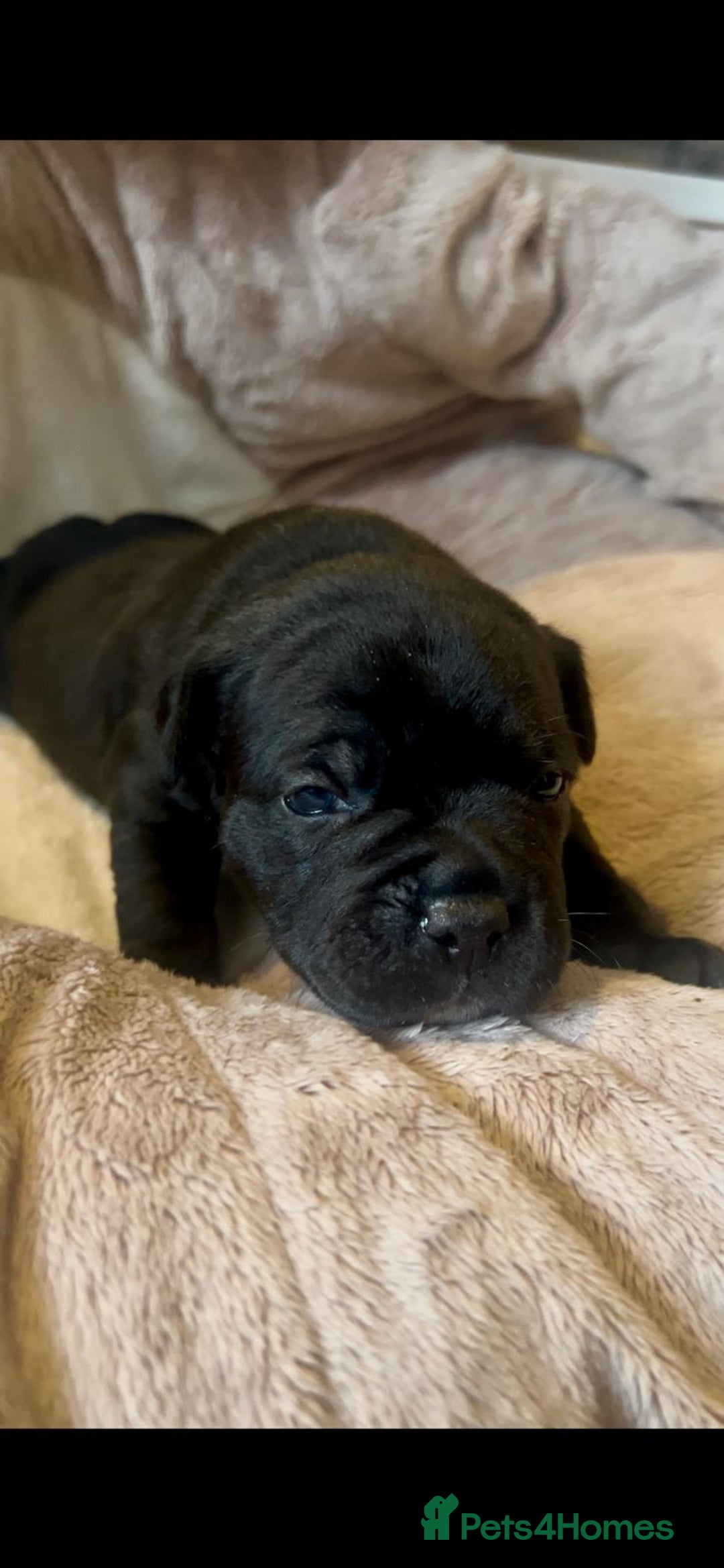 Staffordshire Bull Terrier dogs for sale: 🐾 Beautiful Staffordshire Bull Terrier Puppies 🐾 - Image 5